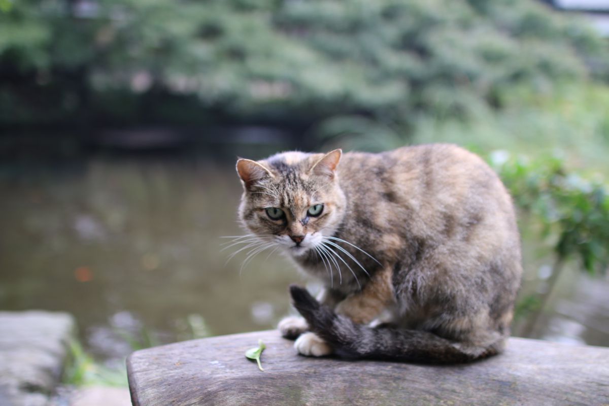 何見てんだよ 動物 猫 Ganref