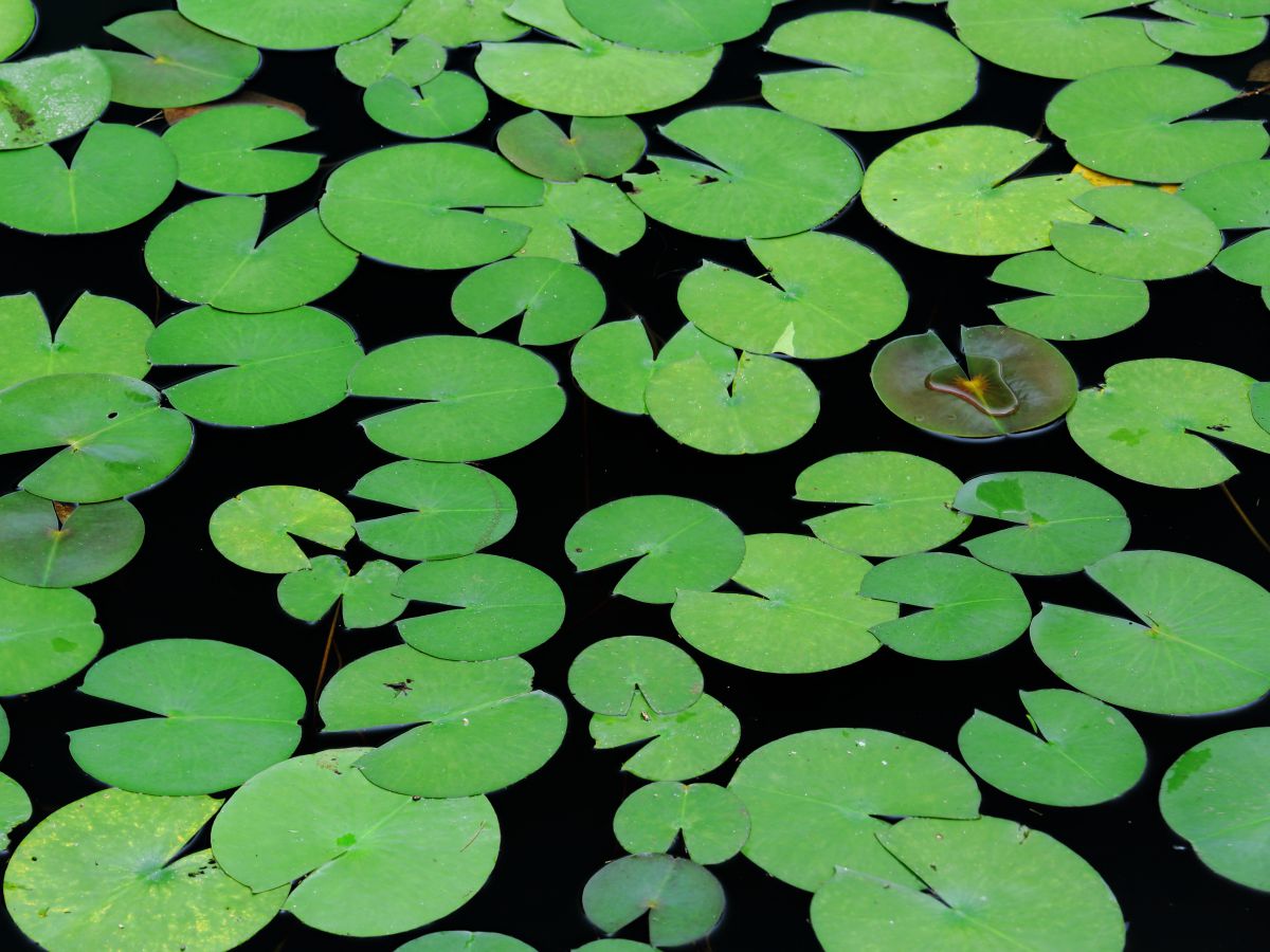 賑やか 植物 草 葉 芽 Ganref 賑やか 植物 草 葉 芽 Ganref