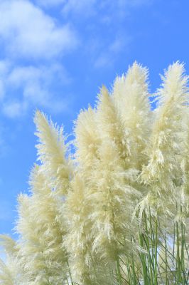 秋のもふもふ 植物 草 葉 芽 Ganref