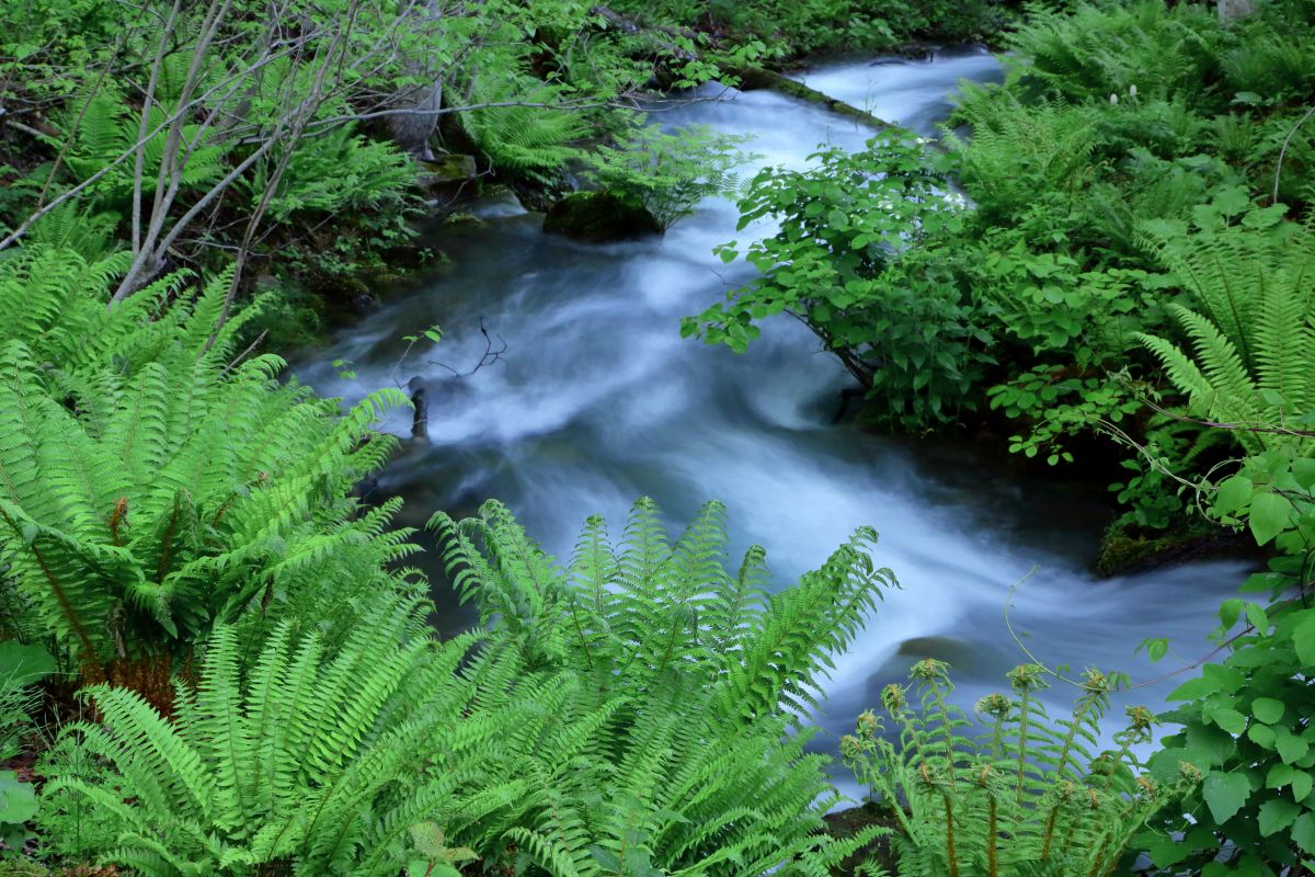 若葉の香り 自然 風景 水辺 Ganref