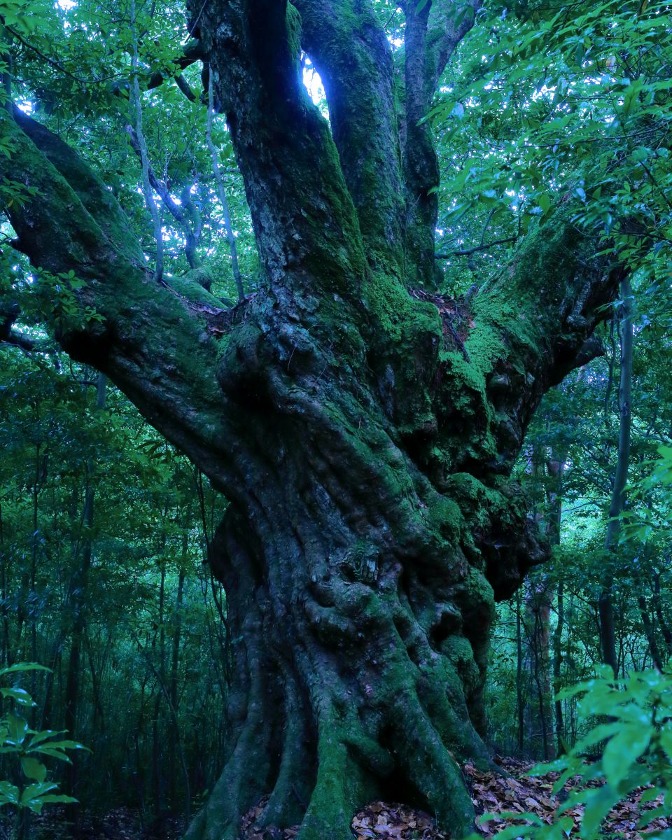 森の主 自然 風景 森林 Ganref