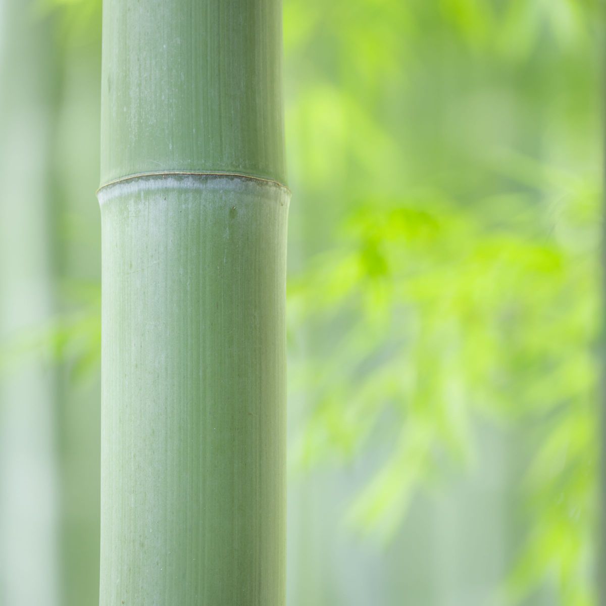 青竹の色を保つ方法: 青竹を長持ちさせる方法 – PKWKH