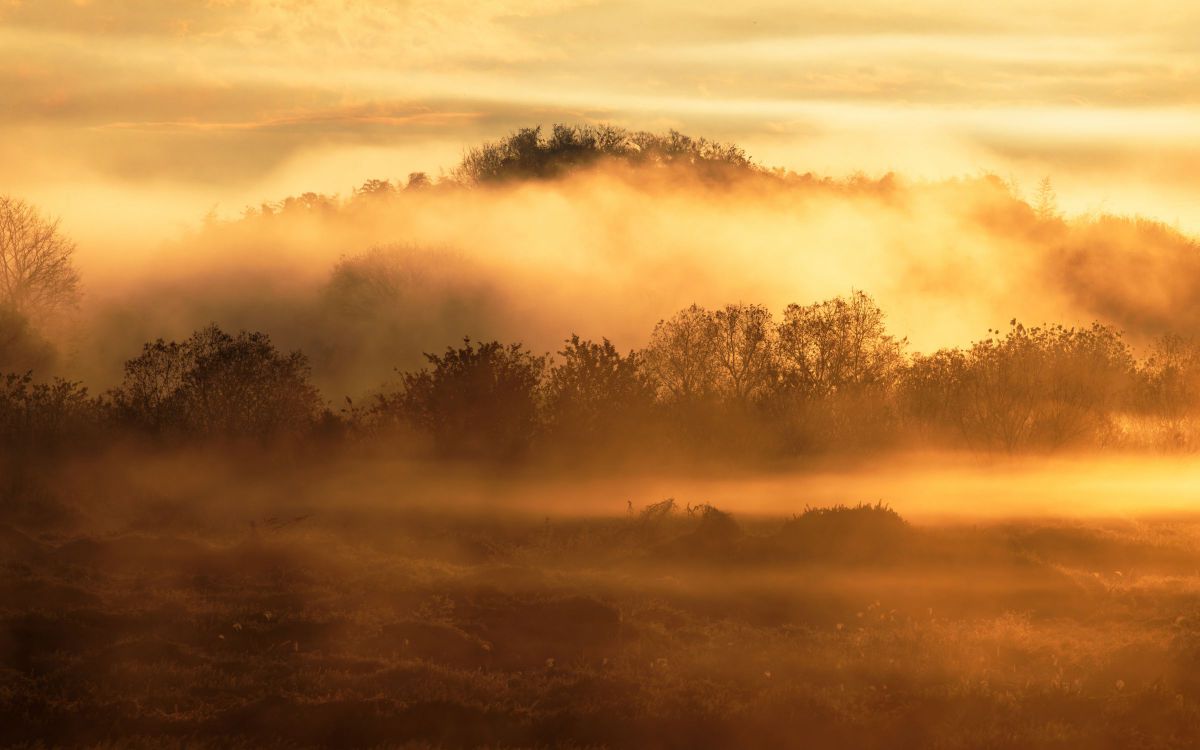 Golden Landscape | GANREF