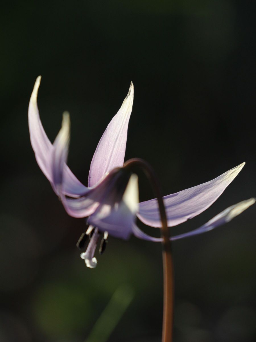 spring ephemeral 2025（1） | GANREF