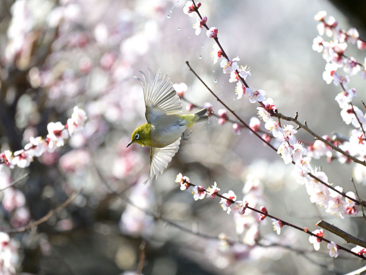 NIKKOR Z 180-600mm f/5.6-6.3 VRで撮影された写真 | 写真検索