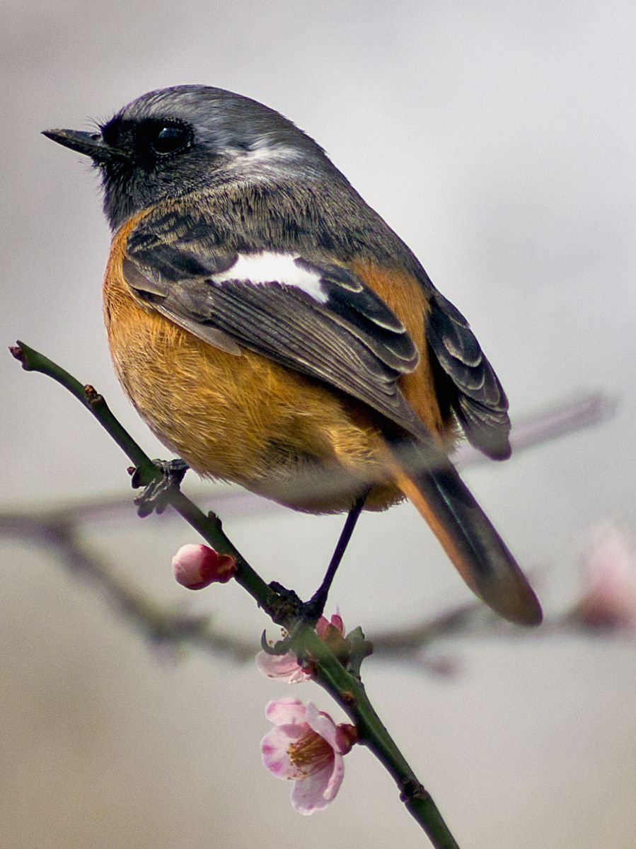 FA645 400mm f5.6 | GANREF