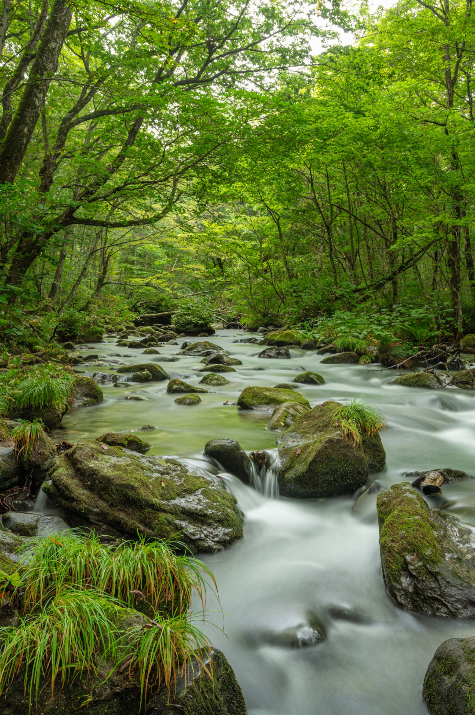 奥入瀬 十和田・奥入瀬 - 青森県内のサイクリングコース ｜ AOMORI CYCLING