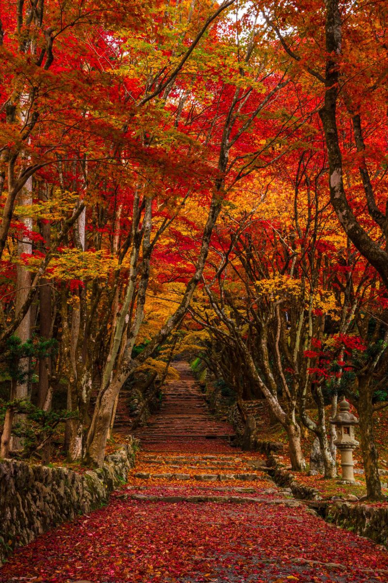 秋の道 植物 紅葉 Ganref