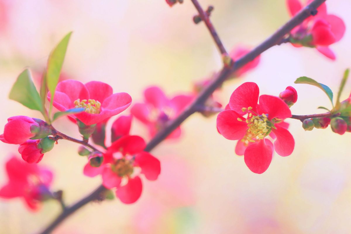 草ボケ 植物 花 花びら Ganref 草ボケ 植物 花 花びら Ganref