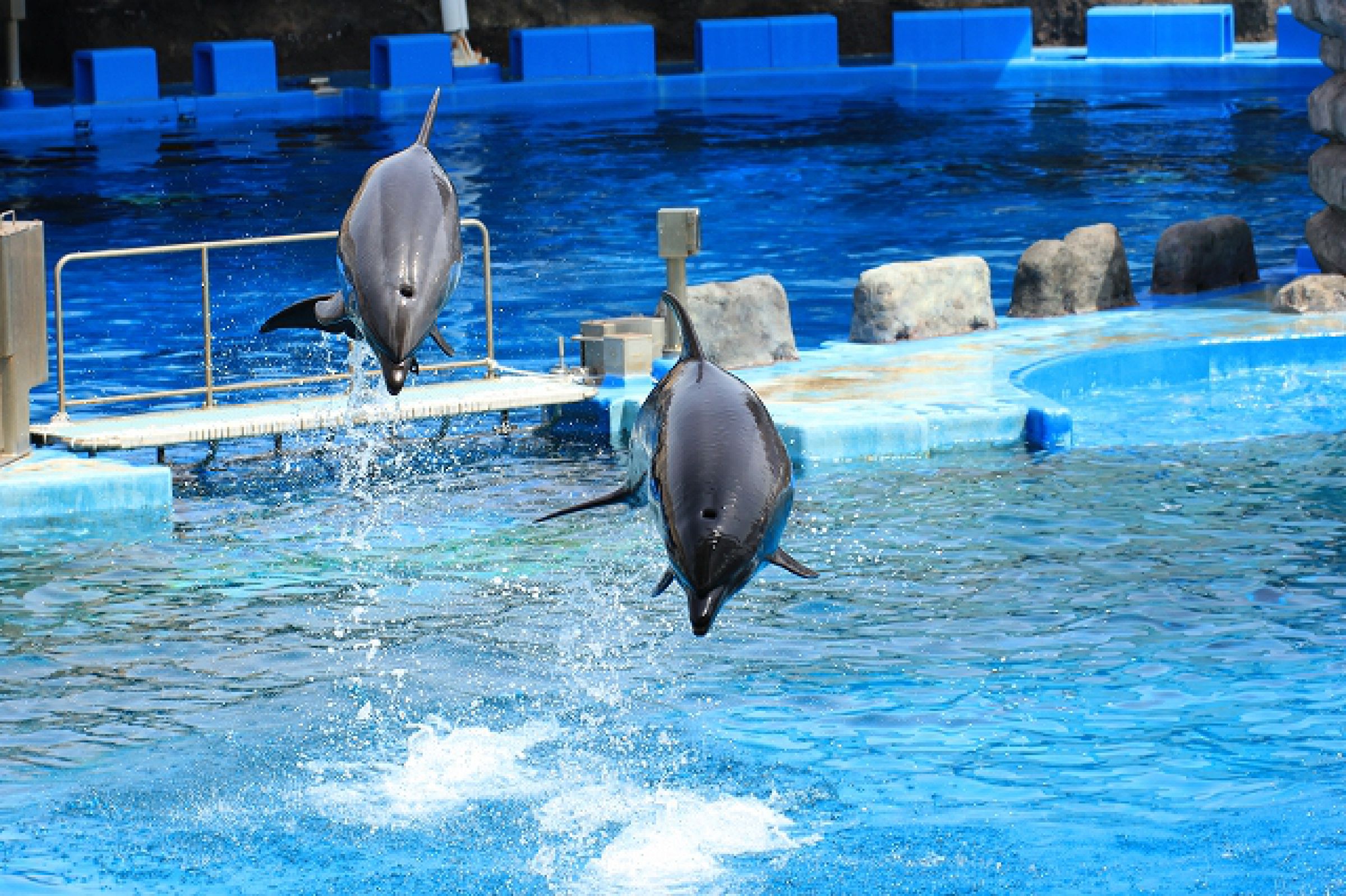 イルカジャンプ1 | GANREF