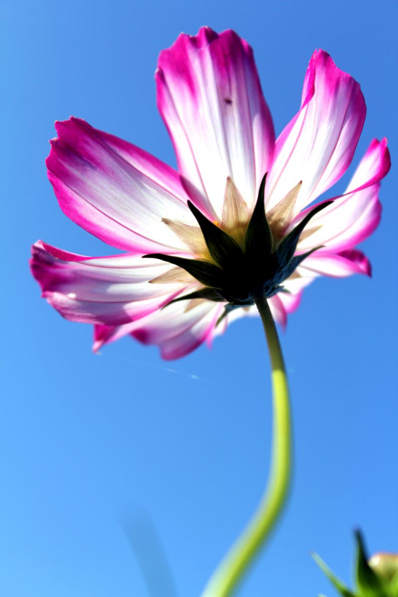 誰も知らない約束 植物 花 花びら Ganref