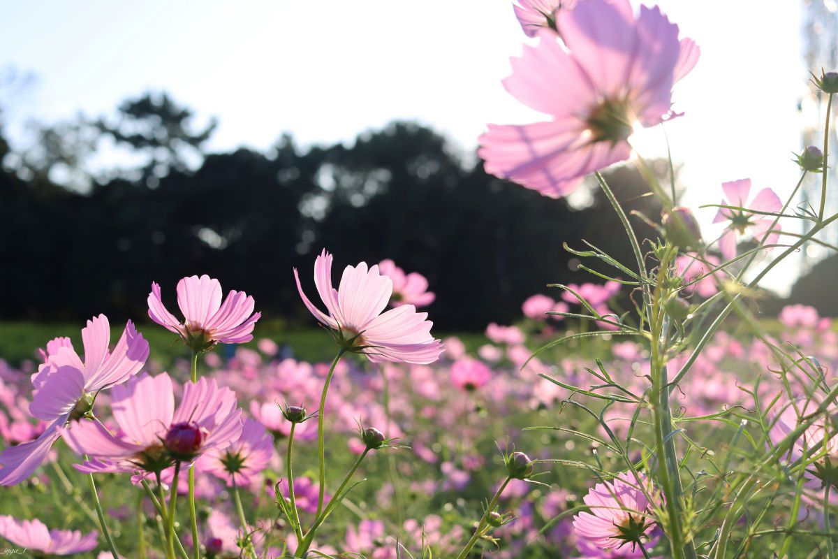愛に迷ってる人へ 植物 花 花びら Ganref