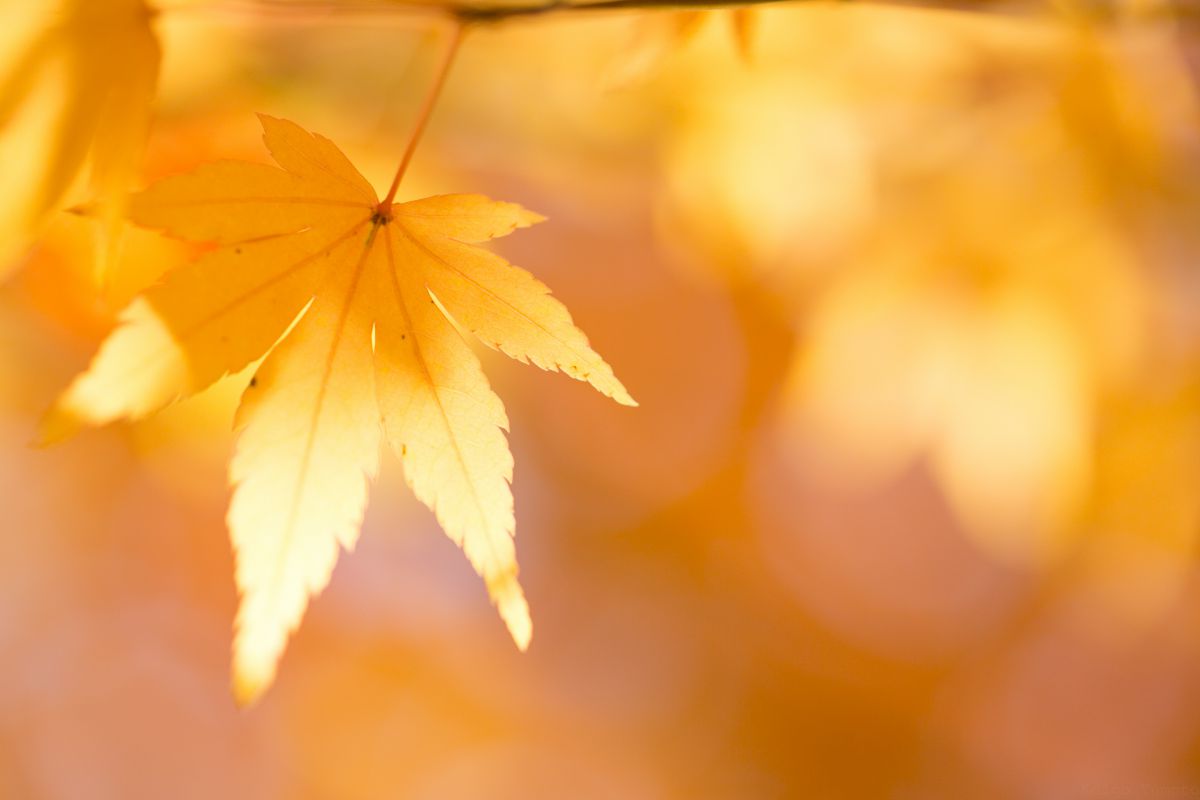 黄色紅葉 植物 草 葉 芽 Ganref