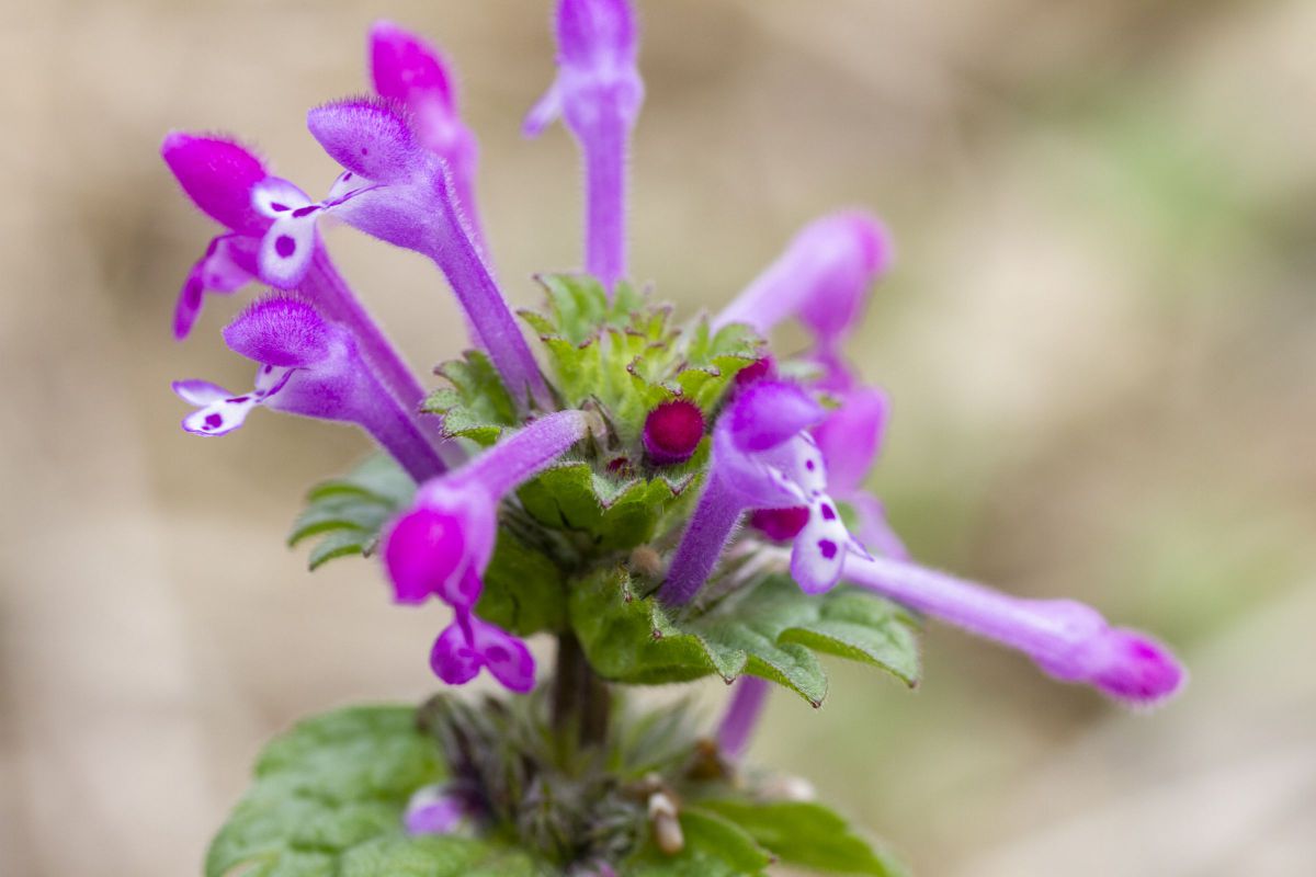 ホトケノザ 植物 花 花びら Ganref