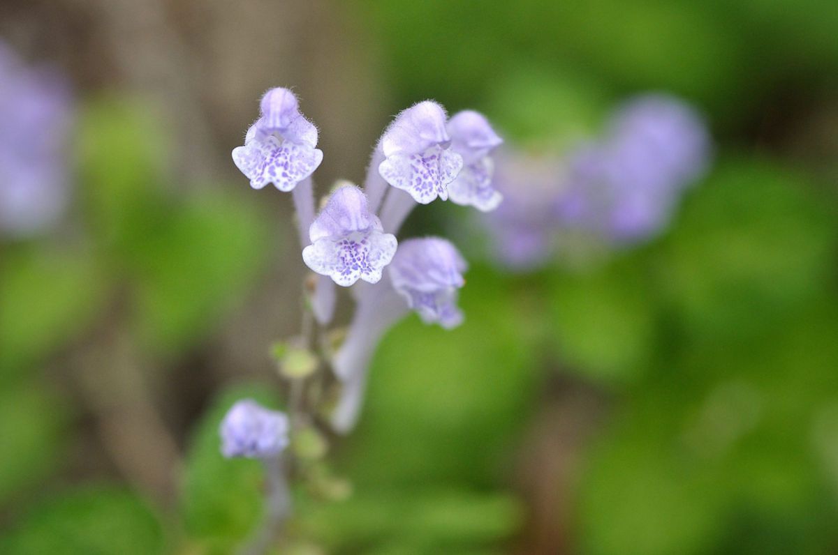 タツナミソウ GANREF