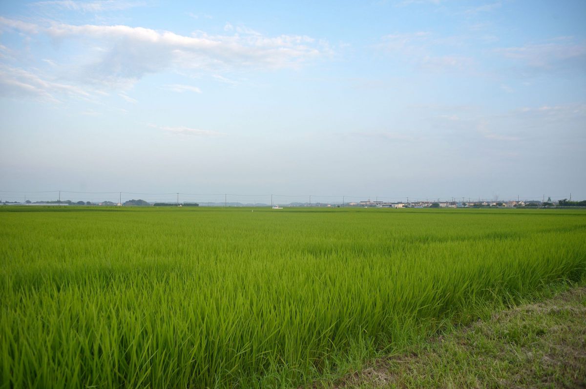 田園の風景(new)デジタル版4 | GANREF