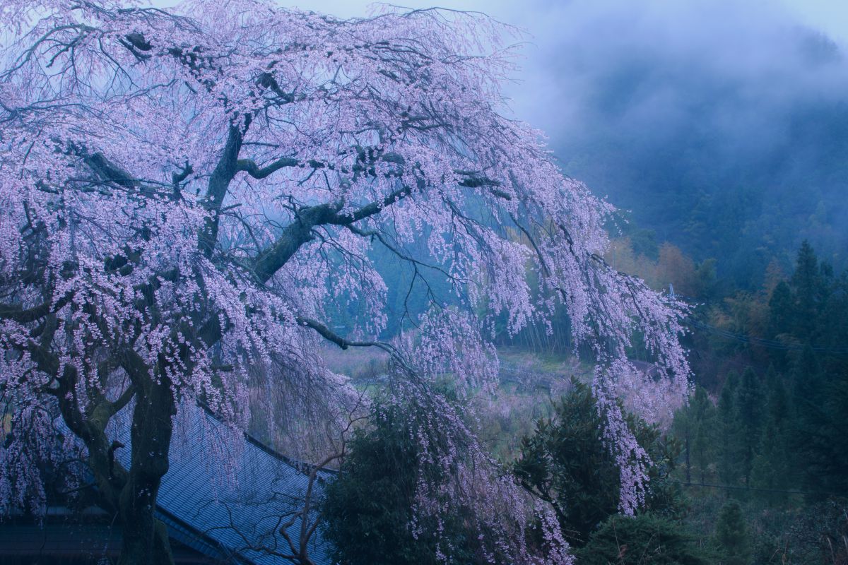 霧雨に舞う 自然 風景 山 Ganref