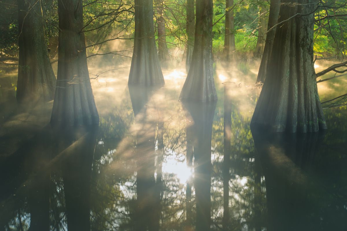 精霊の森 自然 風景 森林 Ganref