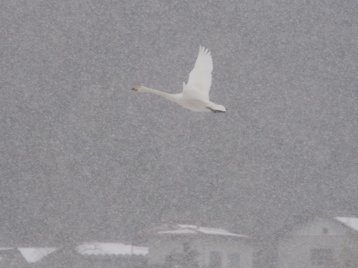 白鳥 雪の中を飛ぶ 動物 鳥類 Ganref