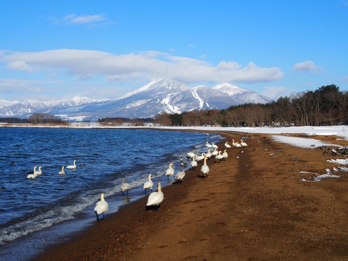 白鳥と猪苗代湖と磐梯山 自然 風景 湖沼 Ganref