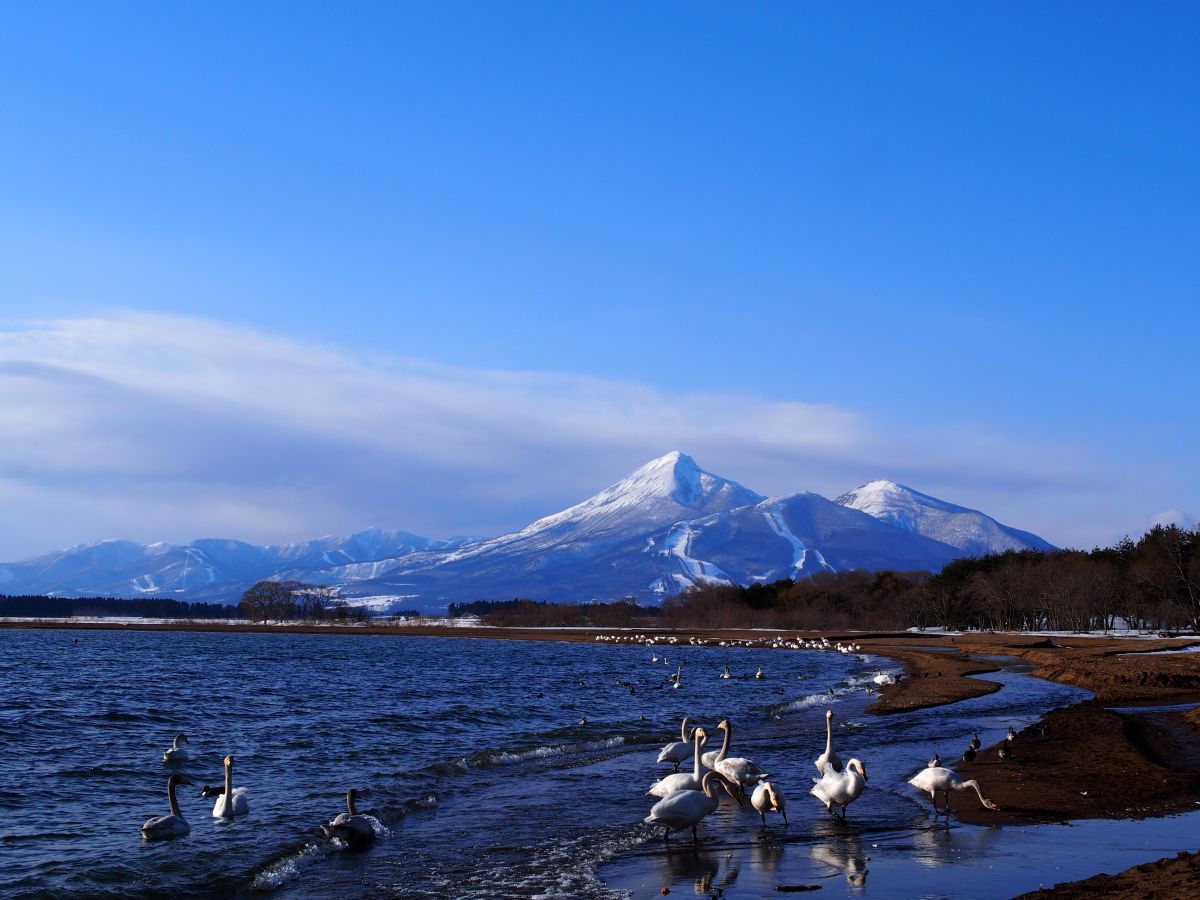 磐梯山と猪苗代湖と白鳥 自然 風景 湖沼 Ganref