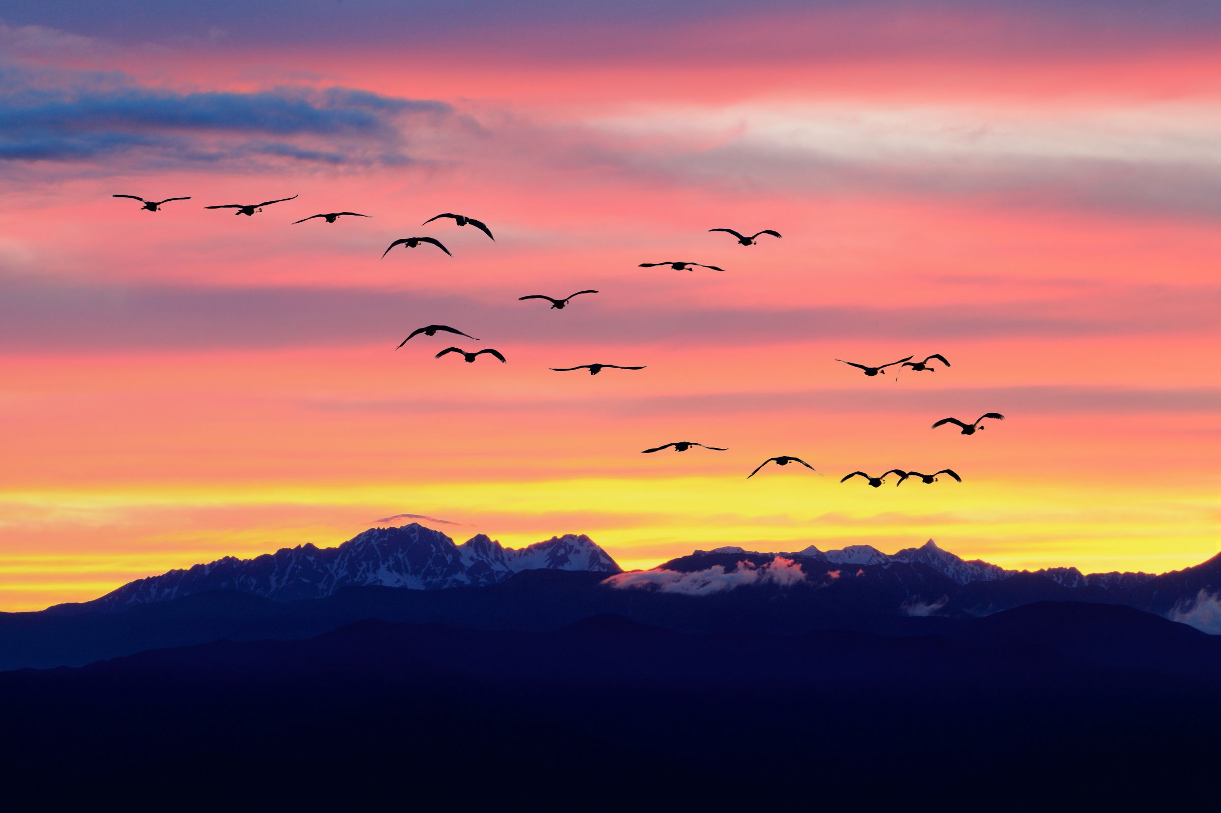 夕日と白鳥 | GANREF