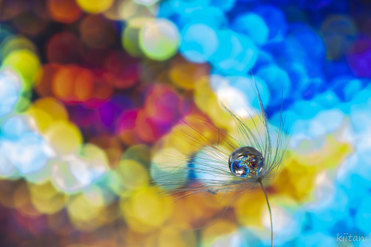 SIGMA 70mm F2.8 DG MACRO | Artで撮影された写真 | 写真検索 | GANREF