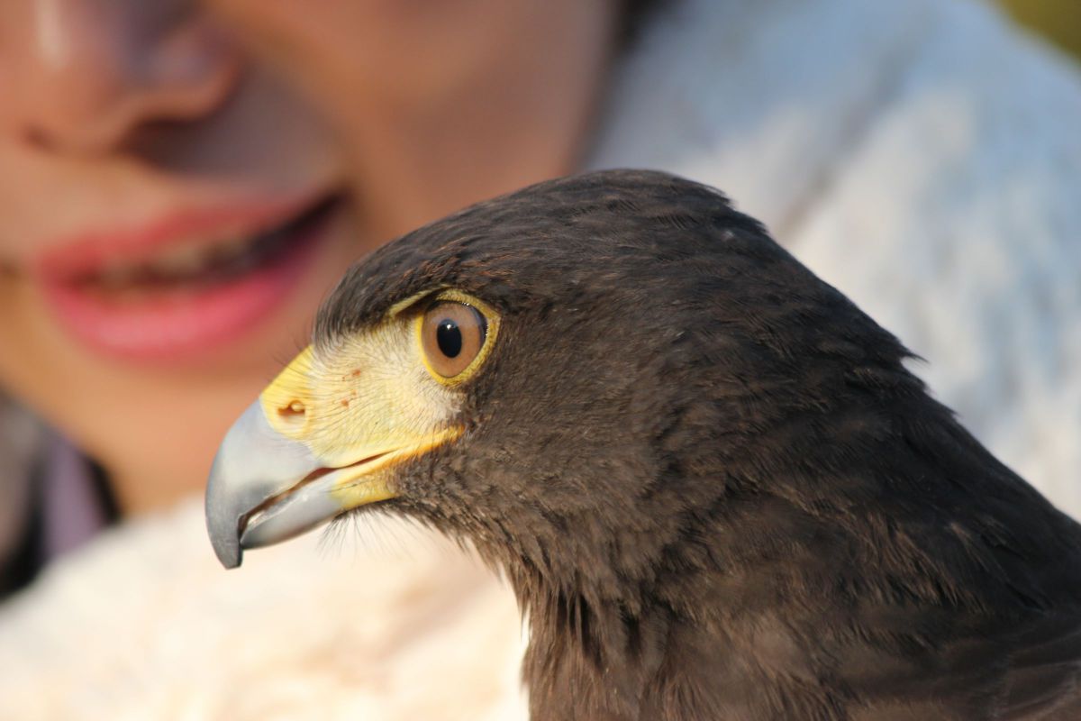 鷹匠とタカ 動物 鳥類 Ganref