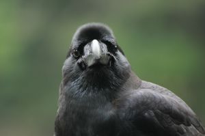 直立のカラス | GANREF