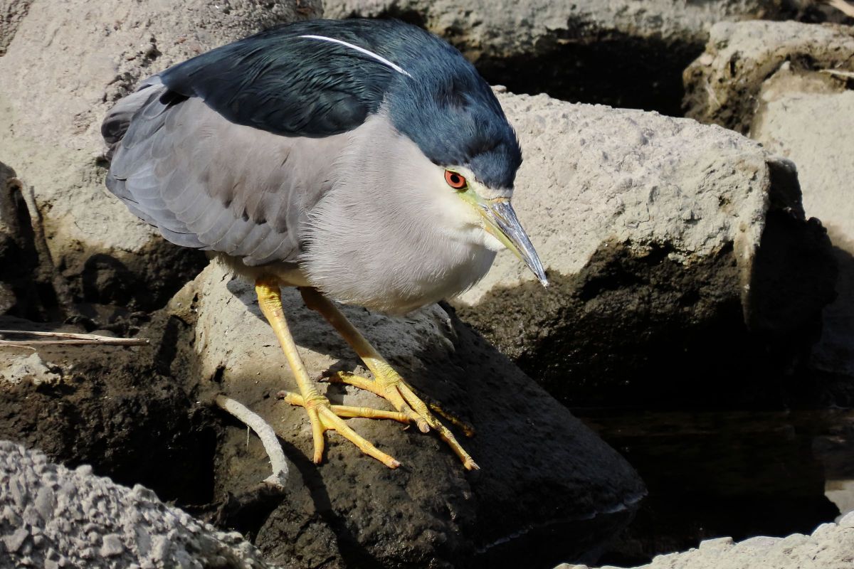PowerShot SX70 HSで撮影された写真 | 写真検索 | GANREF