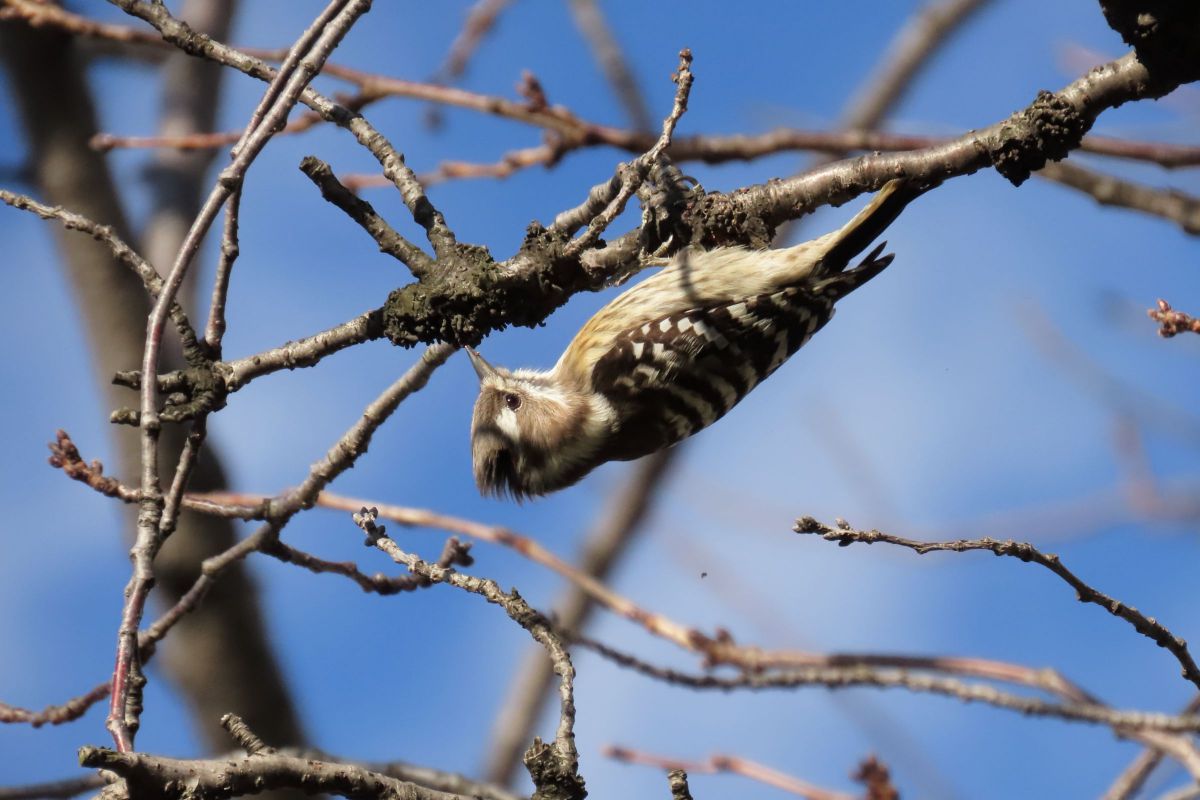 PowerShot SX70 HSで撮影された写真 | 写真検索 | GANREF
