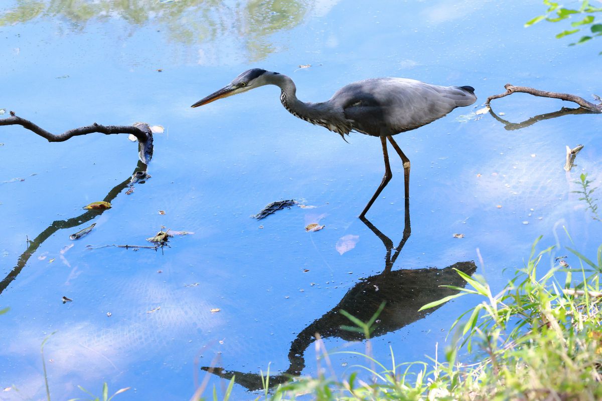 ロック・オン GANREF