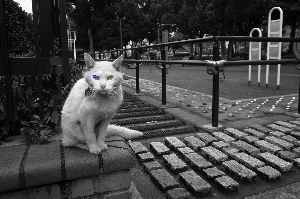 オッドアイ 動物 猫 Ganref