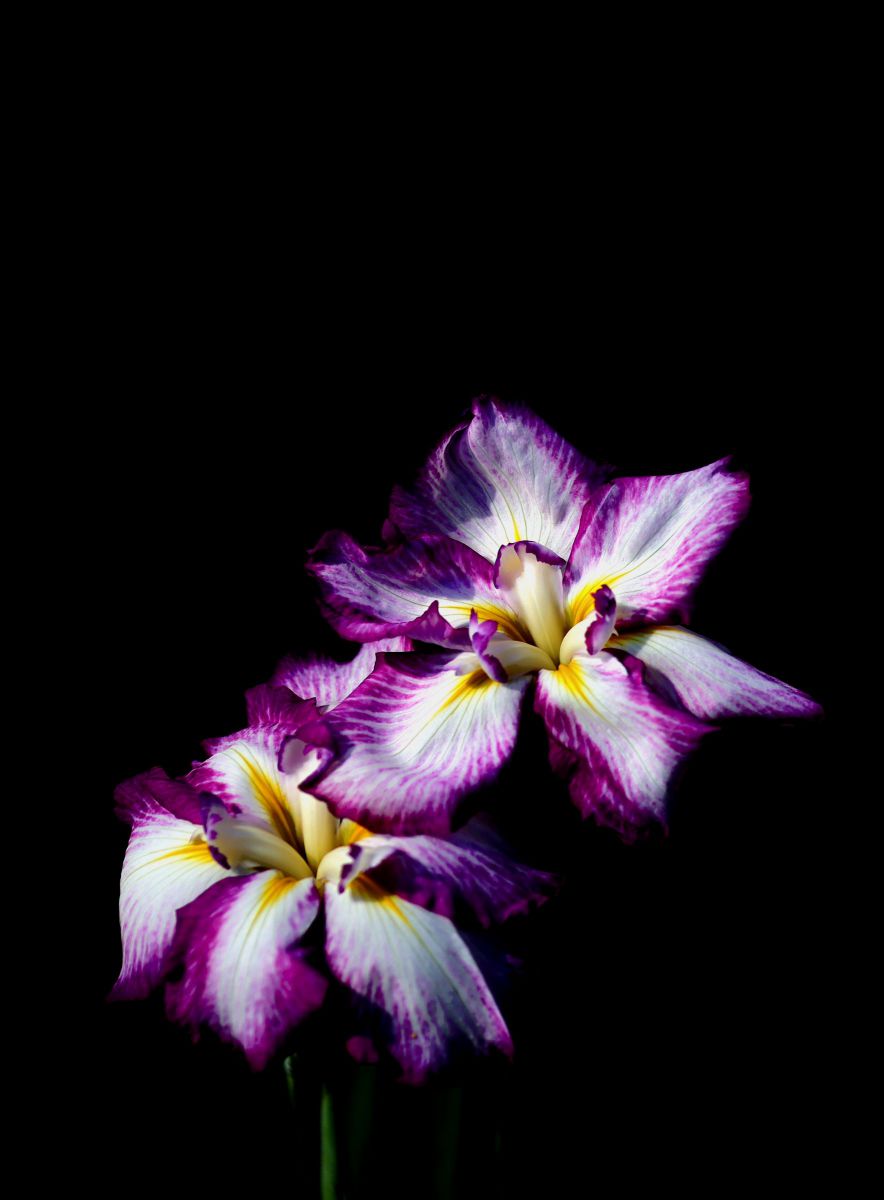 ボケ味の名玉 Canon EF135mm F2L USM | GANREF