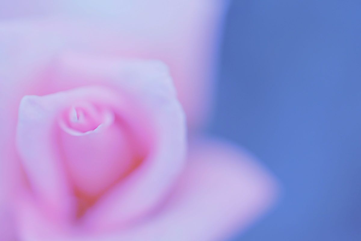 PINK ROSE | GANREF