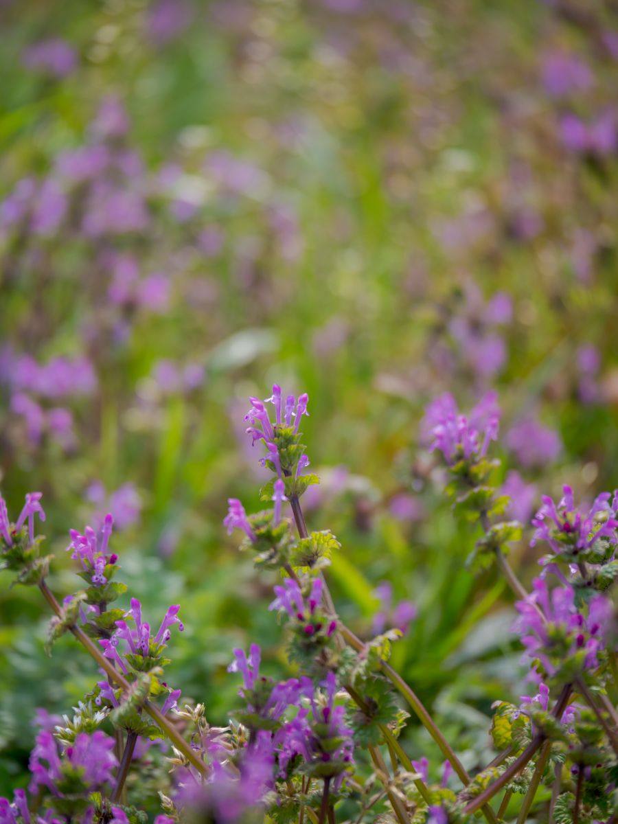 野花 植物 花 花びら Ganref 野花 植物 花 花びら Ganref