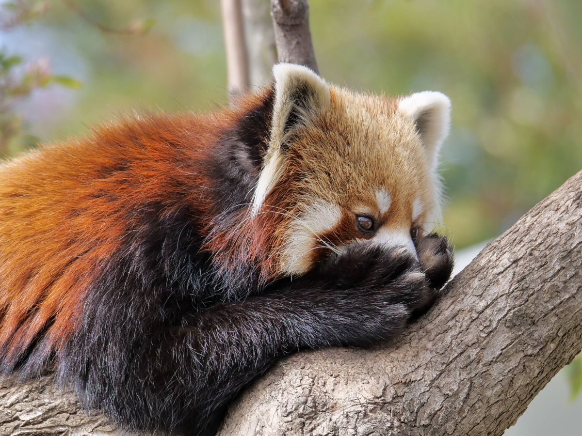 レッサーパンダその2 動物 その他の陸の生物 Ganref レッサーパンダその2 動物 その他の陸の生物 Ganref