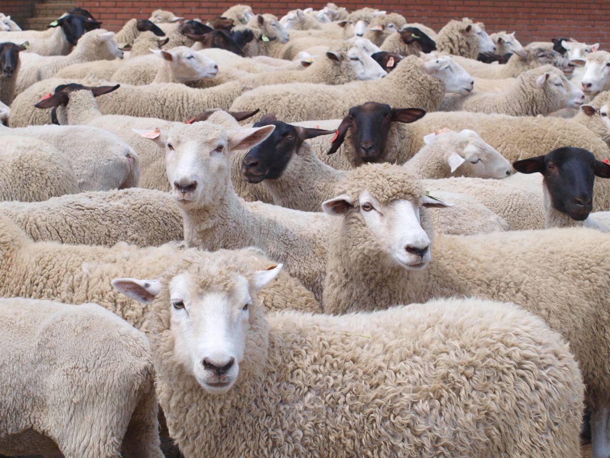 たくさんのひつじ 動物 家畜 Ganref