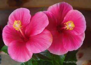 南国花姿 植物 花 花びら Ganref 南国花姿 植物 花 花びら Ganref