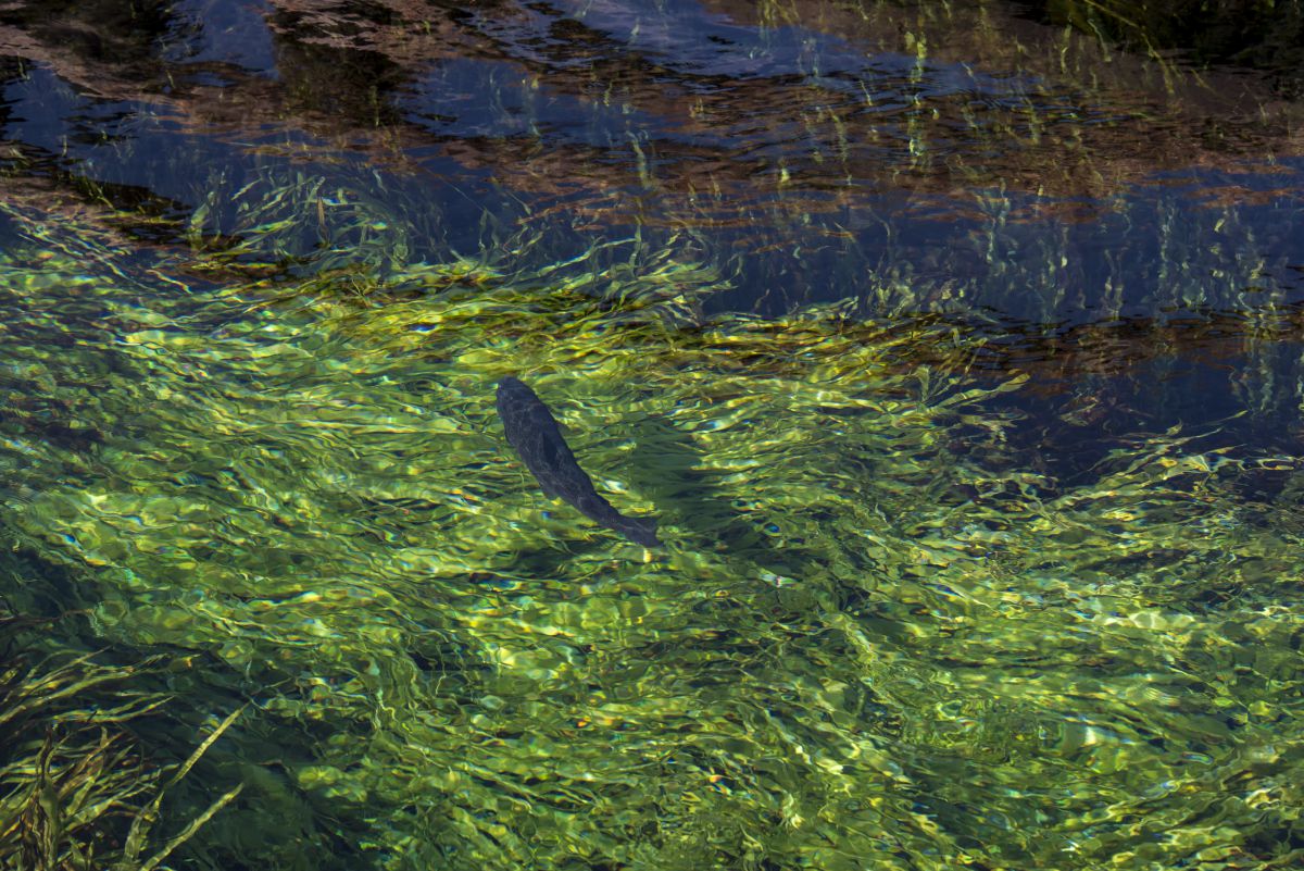 魚影 動物 魚類 Ganref