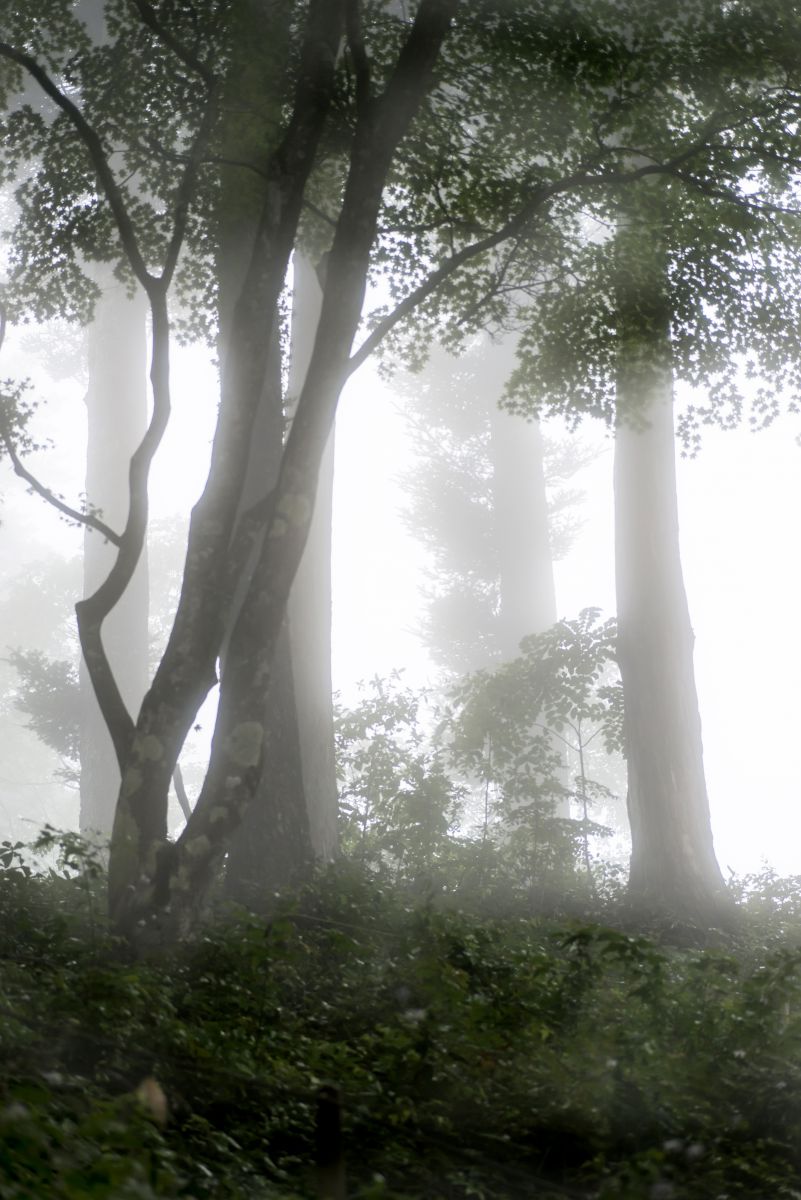 霧雨 自然 風景 山 Ganref