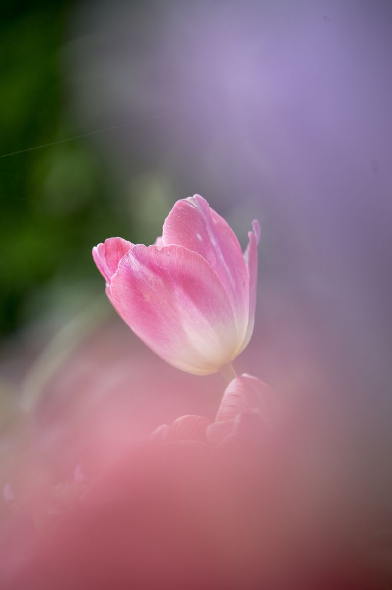 めざめ 植物 花 花びら Ganref