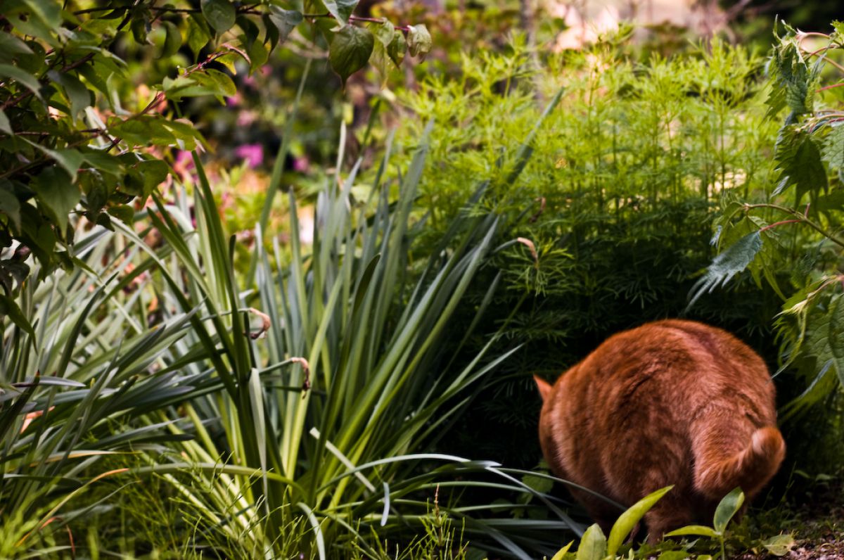 獲物を狙う低い姿勢 Ganref