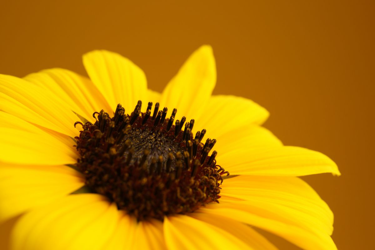 黄色い花 植物 花 花びら Ganref