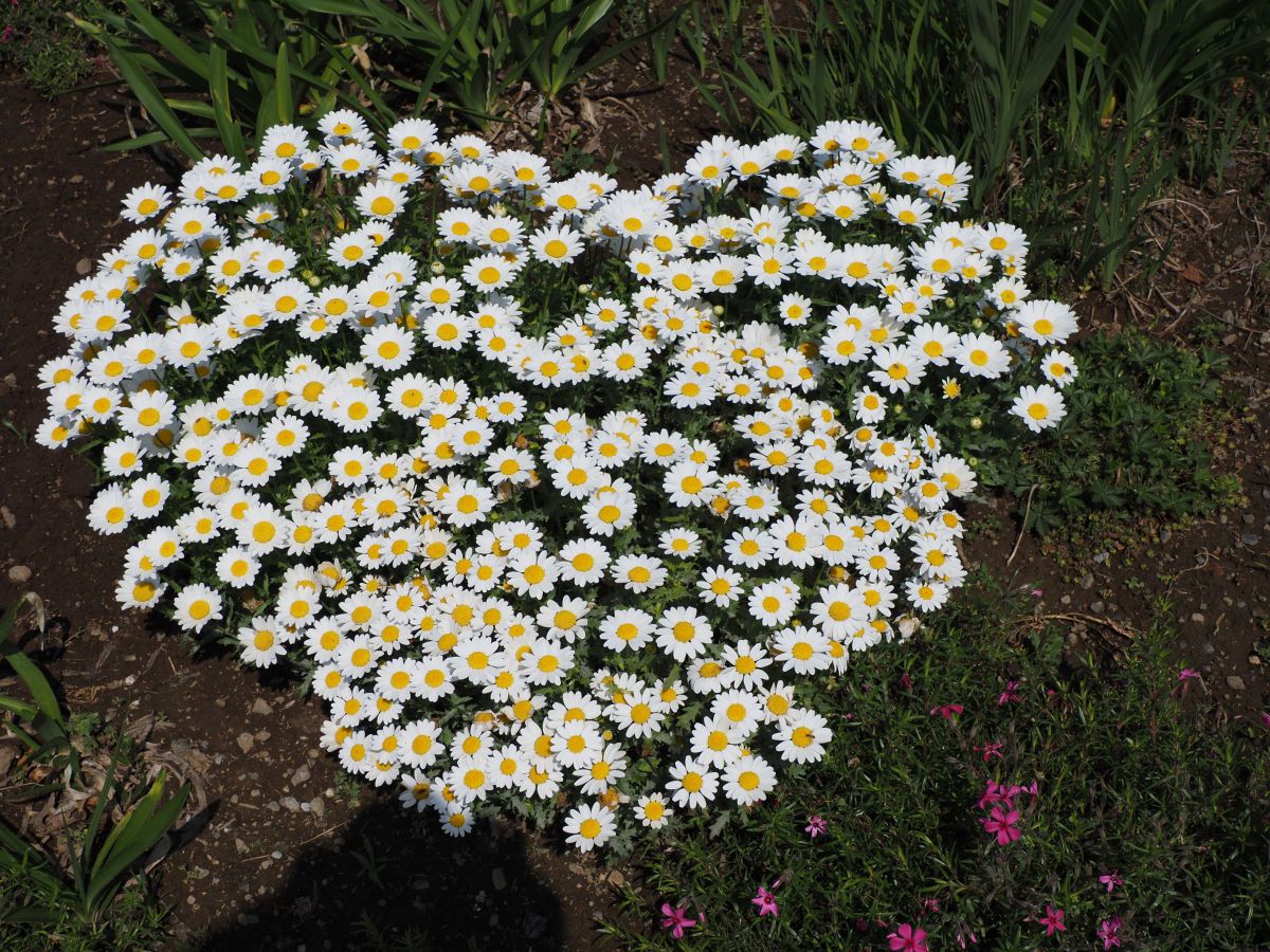 ハート形 植物 花 花びら Ganref