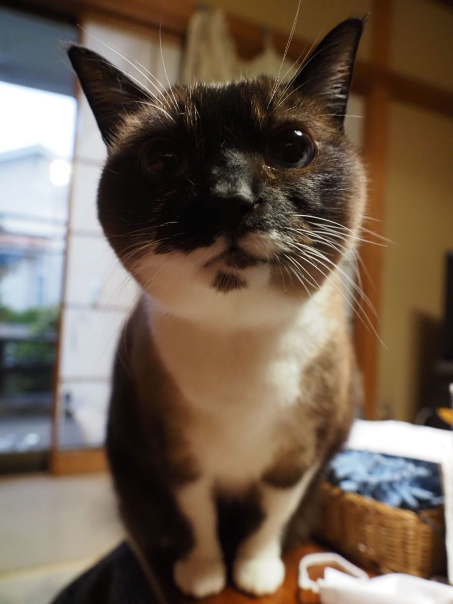 カメラが気になる様子 動物 猫 Ganref