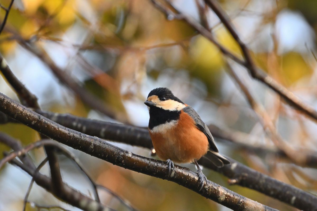 ハングオン！ GANREF
