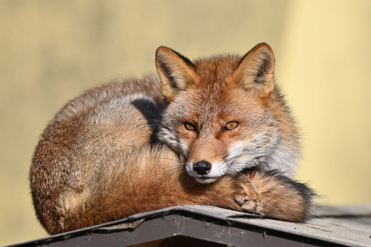 イナリまんじゅう GANREF