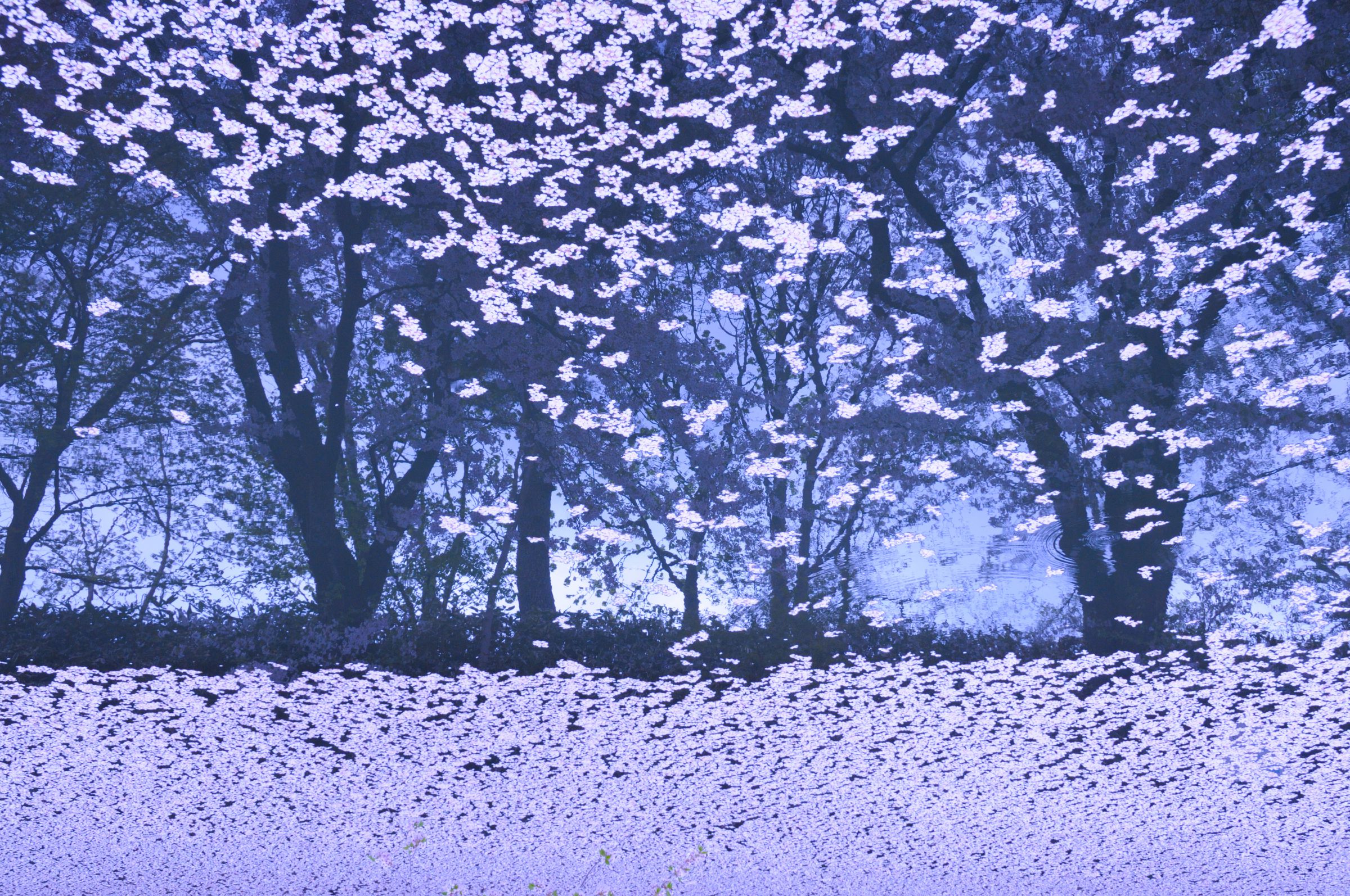 ちぎり絵 | GANREF