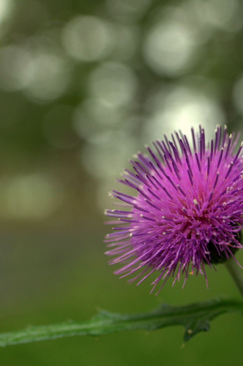 美しい花には棘がある 植物 花 花びら Ganref